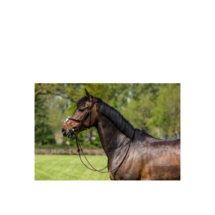 Oslo Mexican noseband bridle