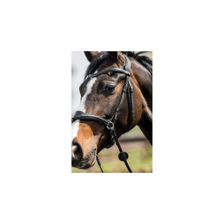 Falsterbo T-motion bridle
