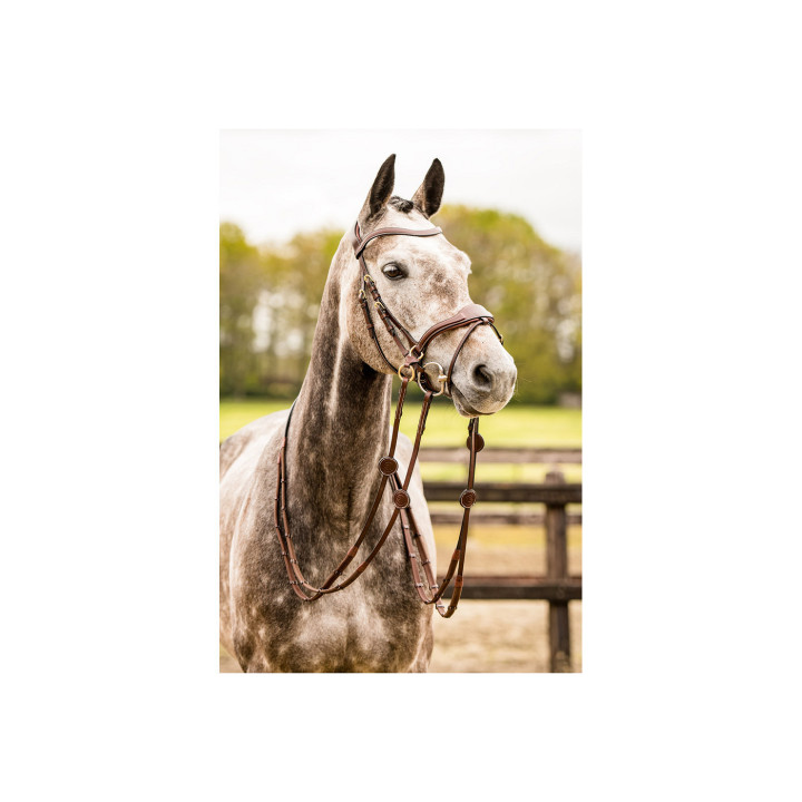 Falsterbo T-motion bridle