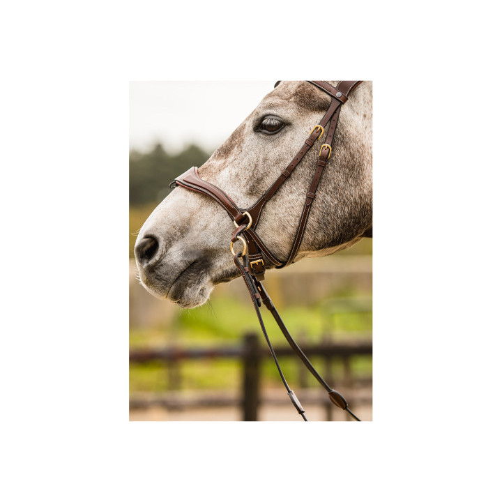 Falsterbo T-motion bridle