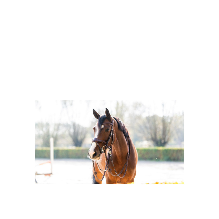 Falsterbo T-motion bridle